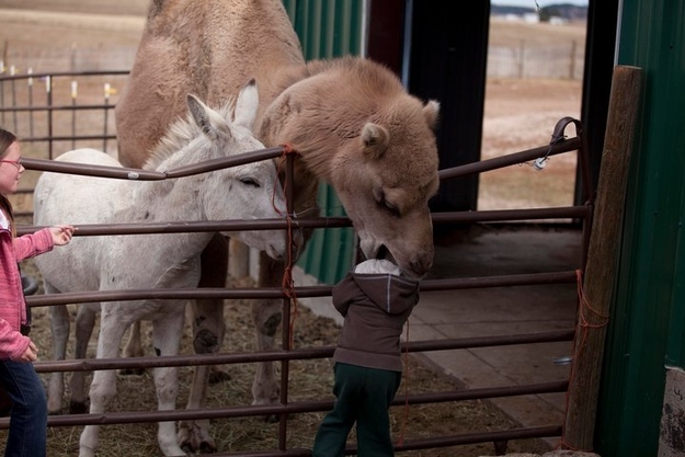 Child and The Camel.