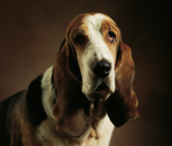 'The Dog'