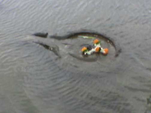 Sea Shiv Linga
