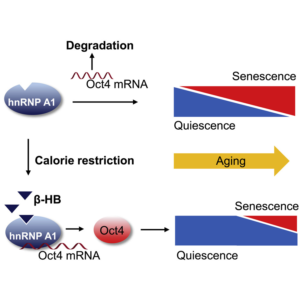 Ekadasi Upavasa Prevents Aging Increased Neural Functions, Research.